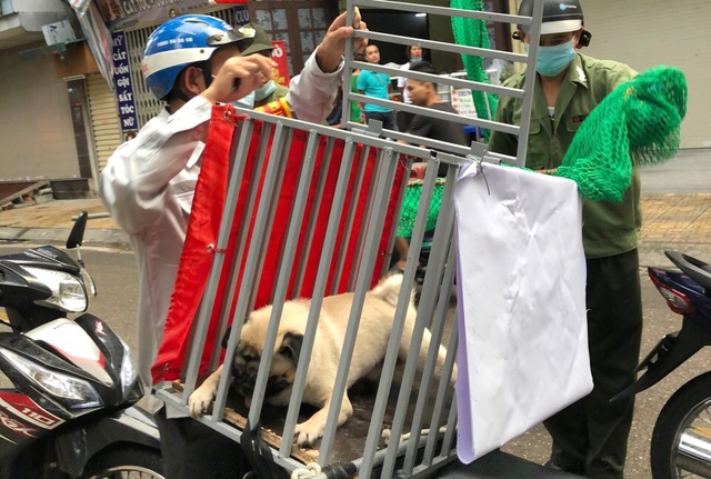 Việc bắt chó thả rông nhằm ngăn ngừa bệnh dại và đảm bảo mĩ quan đô thị trên địa bàn quận Ba Đình.