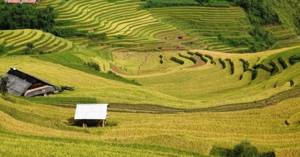 Du khách hào hứng khám phá mùa vàng Mù Cang Chải