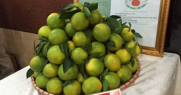 Bắc Giang: Hội chợ Cam, bưởi huyện Lục Ngạn sẽ diễn ra từ ngày 20 - 22/11/2020