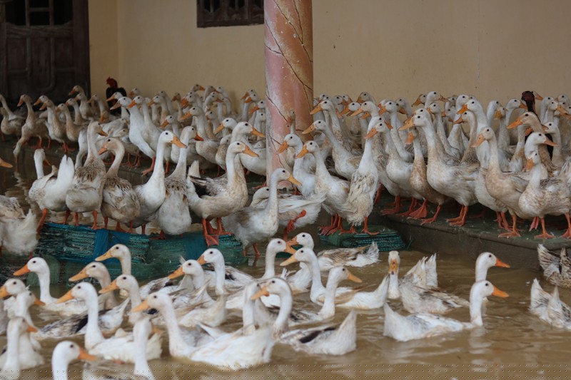  Hàng trăm con gia cầm tại thôn Hữu Tân, xã Tân Ninh 