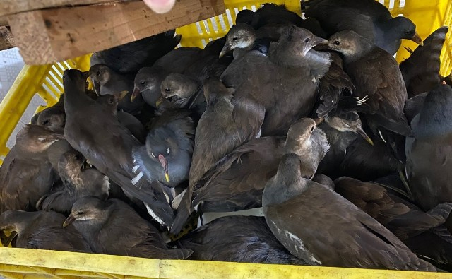 img20201020200929_FFPG