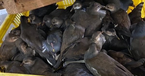 Cao Bằng: Bắt giữ xe khách chở hàng trăm con chim hoang dã