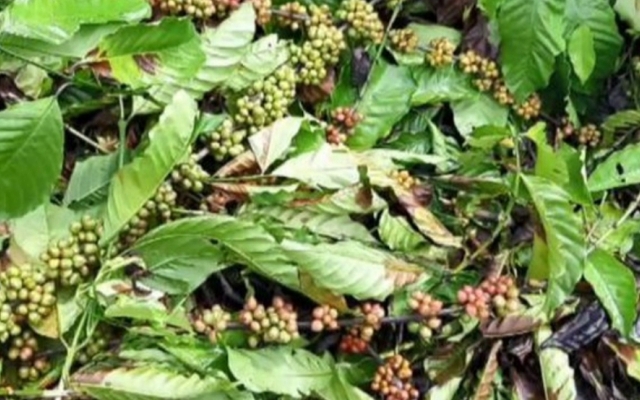 Đắk Lắk: Truy tìm kẻ gian chặt phá hơn 200 cây trồng của một gia đình