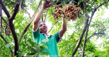 Hưng Yên coi trọng nông nghiệp công nghệ cao