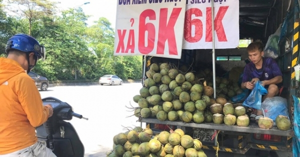 Hà Nội: Dừa xiêm bán “giá rẻ như cho”, người bán tiết lộ nguyên nhân