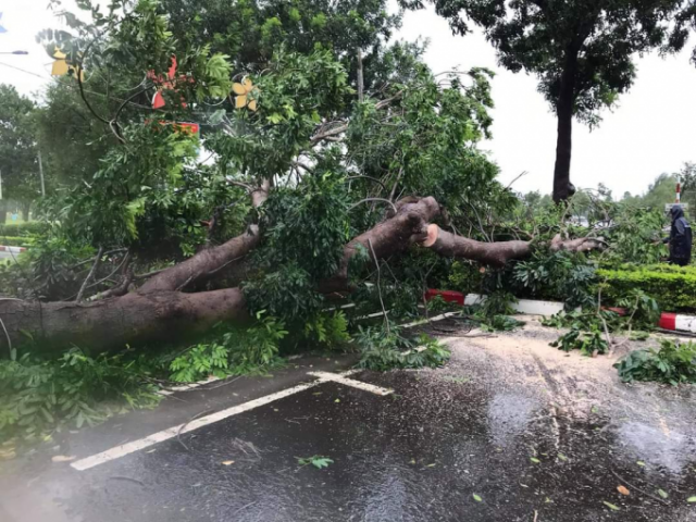 Bão số 9 gây thiệt hại về người và tài sản ở Gia Lai
