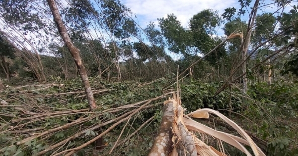 Bão số 9 đi qua: Tan hoang “vàng trắng” Nam Đông