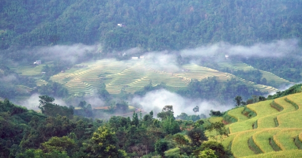 Ngây ngất với "mùa vàng" ở Hoàng Su Phì!