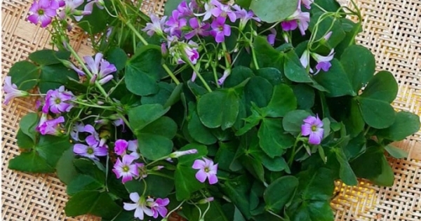 Hương quê từ thuở lọt lòng…