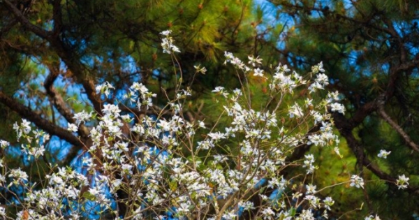 Nhớ mùa hoa ban trắng nở Đà Lạt