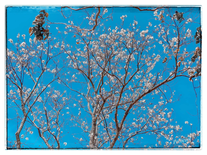 246808580_406095267678826_1853463731397129131_n