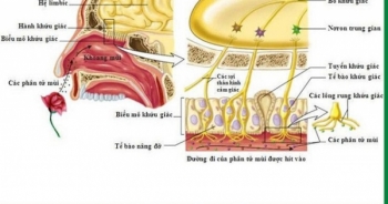 Chứng mất khứu giác, vị giác ở bệnh nhân COVID-19: Tự khỏi hay cần điều trị?