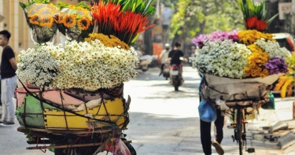 Hà Nội: Tinh khôi mùa cúc họa mi