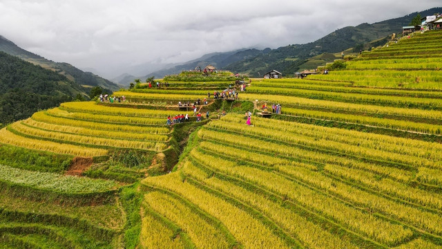 Những ngày này tại xã La Pán Tẩn luôn thu hút một lượng lớn khách du lịch tới đây tham quan, nghỉ dưỡng và ngắm ruộng bậc thang đang vào vụ chín rộ.