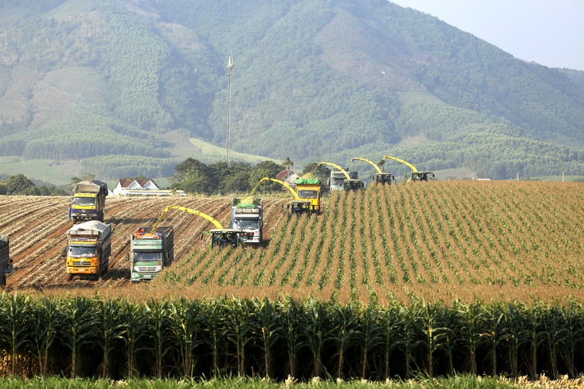 Dự án chăn nuôi bò sữa và chế biến sữa tươi của TH true MILK tại Nghệ An ứng dụng công nghệ cao trên mọi khâu của quy trình sản xuất. Ảnh: Tùng Đinh