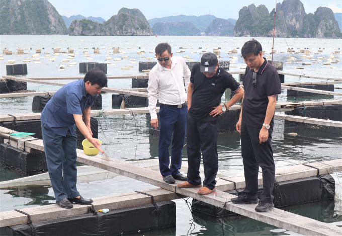 Kiểm tra mô hình nuôi cá biển tại huyện Vân Đồn (Ảnh dùng để minh họa)