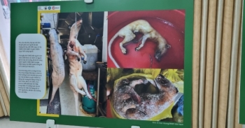 Xin đừng dùng thịt thú rừng, vì sức khỏe của chính bạn