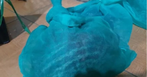 Đắk Lắk: Phát hiện xe khách vận chuyển động vật không rõ nguồn gốc