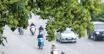 Ý kiến xung quanh đề xuất di dời 80 cây hoa sữa