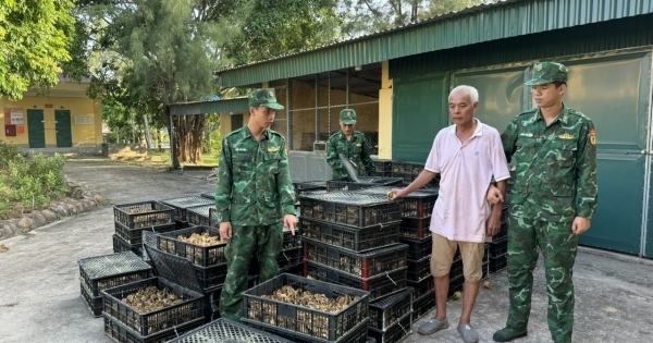 Bộ đội Biên phòng Trà Cổ bắt giữ hơn 17 nghìn con gà nhập lậu