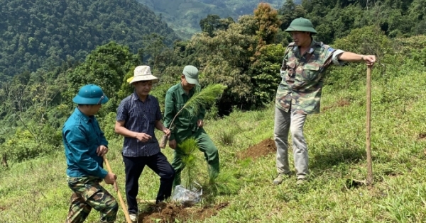 Nỗ lực thực hiện hiệu quả công tác trồng rừng