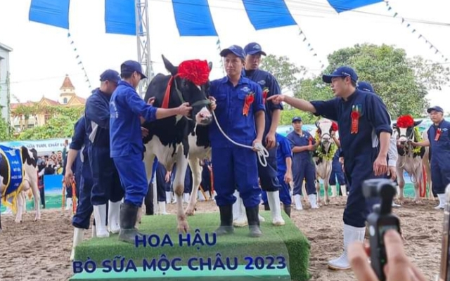 Độc đáo Hội thi hoa hậu bò sữa trên cao nguyên Mộc Châu