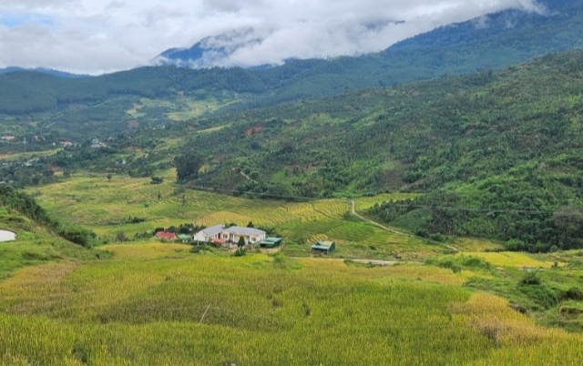 Mùa vàng quanh đỉnh Ngọc Linh