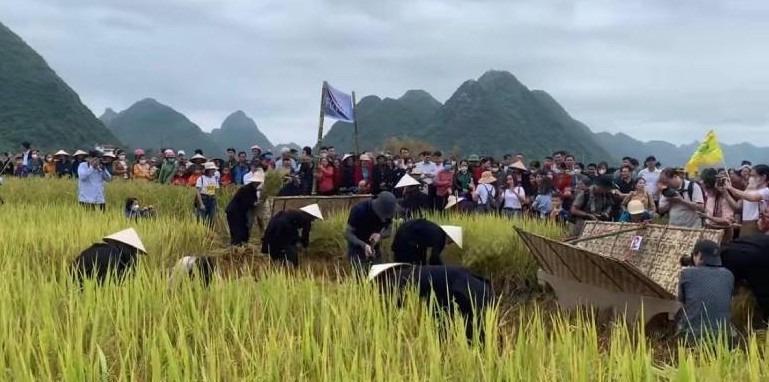 Du khách tham gia trải nghiệm gặt lúa trên các cánh đồng Bắc Sơn, (Lạng Sơn).