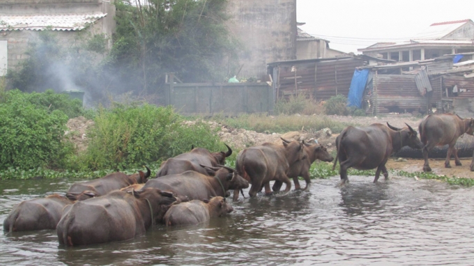 Đầm Chuồn_ vẻ đẹp đầm ph&aacute; Huế