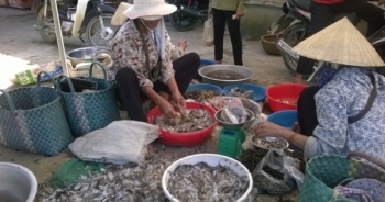 Nghệ An: Chim hoang dã bày bán tràn lan khắp chợ quê