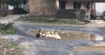 Hà Nam: Vịt "bơi"... trên đường Tỉnh lộ hơn 1 thập kỷ