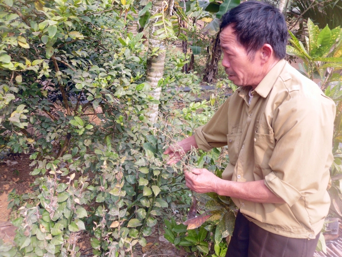 &Ocirc;ng Đặng ra vườn nh&agrave; chỉ cho ph&oacute;ng vi&ecirc;n những l&aacute; thuốc d&ugrave;ng để cứu người khỏi độc rắn.