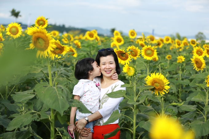 T&igrave;nh y&ecirc;u của con tr&ecirc;n c&aacute;nh đồng hoa mặt trời.