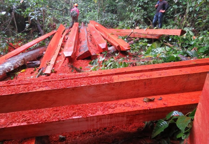 Những ph&aacute;ch gỗ trường chua d&agrave;i hơn 5m mới được cắt xẻ vu&ocirc;ng vức nằm giữa rừng.