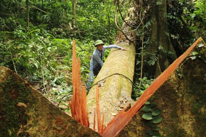 Một c&acirc;y gội nếp đường k&iacute;nh hơn 1,3m, cao hơn 50m bị đốn hạ chưa cắt xẻ .