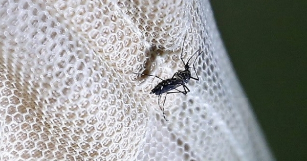 Phát hiện gây sốc: Virus Zika có thể gây teo tinh hoàn ở chuột thí nghiệm