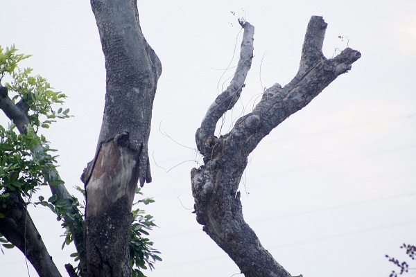 Tuy nhi&ecirc;n, b&ecirc;n cạnh đ&oacute; c&ograve;n c&oacute; một số c&acirc;y bị chết do thời tiết v&agrave; trong qu&aacute; tr&igrave;nh đốn hạ v&agrave; vận chuyển kh&ocirc;ng đ&uacute;ng quy c&aacute;ch.