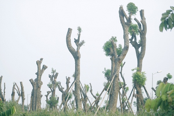 Đại đa số l&agrave; c&acirc;y sống v&agrave; ph&aacute;t triển mạnh.