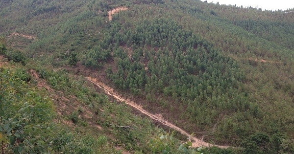 Nhịp cầu bạn đọc: Tìm giải pháp cho mâu thuẫn đất đai giữa Công ty lâm nghiệp và người dân