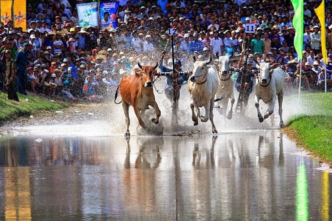 Đua b&ograve; Bảy N&uacute;i l&agrave; n&eacute;t văn h&oacute;a truyền thống đặc trưng của đồng b&agrave;o d&acirc;n tộc Khmer tại khu vực An Giang.