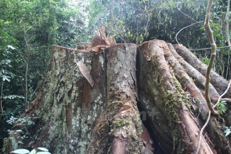 C&acirc;y nghiến cổ thụ bị l&acirc;m tặc đốn hạ, chỉ c&ograve;n lại gốc. (Ảnh: H.V/Vietnam+)