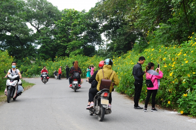 Ngo&agrave;i ra, dọc hai b&ecirc;n đường đoạn từ cổng v&agrave;o l&ecirc;n tới khu vực&nbsp;Ba V&igrave; Resort cũng rất nhiều hoa nở.