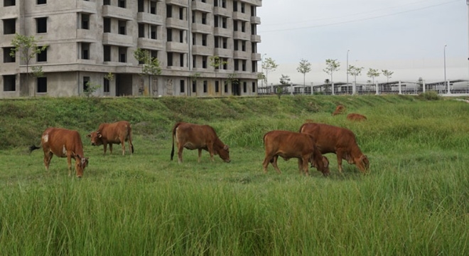 Dự &aacute;n được x&acirc;y dựng tr&ecirc;n diện t&iacute;ch 3 ha bao gồm nhiều nh&agrave; chung cư cao tầng, chia l&agrave;m hai giai đoạn. Giai đoạn một x&acirc;y dựng ba t&ograve;a nh&agrave; chung cư 5 tầng, với hai loại ph&ograve;ng ở l&agrave; ph&ograve;ng đơn (26,7 m2/ph&ograve;ng) v&agrave; ph&ograve;ng đ&ocirc;i (50 m2/ph&ograve;ng, thiết kế kh&eacute;p k&iacute;n); một nh&agrave; ăn tập thể v&agrave; khu dịch vụ thương mại, một nh&agrave; trẻ, một nh&agrave; xử l&yacute; nước thải sinh hoạt... tr&ecirc;n diện t&iacute;ch một ha. Tổng đầu tư giai đoạn một l&agrave; 116 tỷ đồng.&nbsp;  Theo kế hoạch, giai đoạn một của dự &aacute;n ho&agrave;n th&agrave;nh trong năm 2015, đ&aacute;p ứng chỗ ở cho khoảng 1.500 c&ocirc;ng nh&acirc;n.&nbsp;Giai đoạn hai sẽ x&acirc;y dựng ho&agrave;n chỉnh c&aacute;c t&ograve;a nh&agrave; chung cư c&ograve;n lại v&agrave; c&ocirc;ng tr&igrave;nh ph&uacute;c lợi, thương mại kh&aacute;c v&agrave;o năm 2018.&nbsp;Tuy nhi&ecirc;n, đến nay c&ocirc;ng tr&igrave;nh mới x&acirc;y dựng được phần khung hai t&ograve;a chung cư 5 tầng, c&ograve;n rất nhiều hạng mục chưa ho&agrave;n thiện. Quanh c&ocirc;ng tr&igrave;nh cỏ dại mọc đầy, n&ocirc;ng d&acirc;n địa phương tận dụng l&agrave;m nơi chăn thả tr&acirc;u b&ograve;.