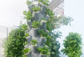 Ngỡ ngàng vườn rau sạch đẹp như cây cảnh