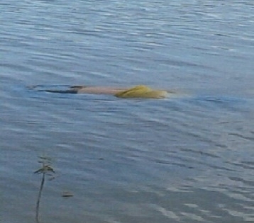 Bình Phước: Phát hiện thi thể một phụ nữ dưới hồ Suối Cam