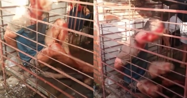 Hưng Yên: "Cẩu tặc" bị đánh đập dã man, nhốt trong lồng cùng xác chó