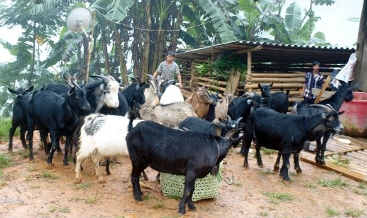 Những “triệu phú dê” nơi biên cương Tổ quốc