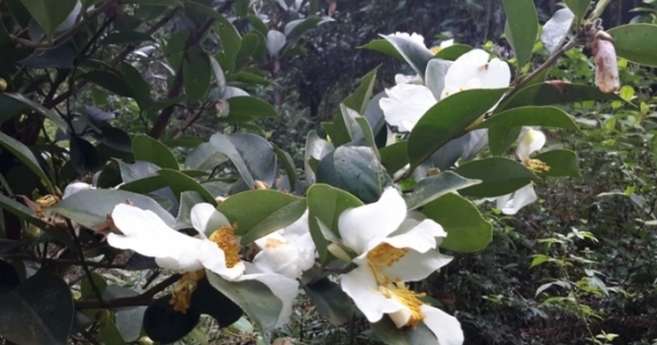 Quảng Ninh: Lễ hội hoa Sở - điểm nhấn phát triển du lịch tại Bình Liêu