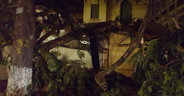 Hà Nội: Cây cổ thụ bất ngờ đổ vào nhà dân ngay trong đêm