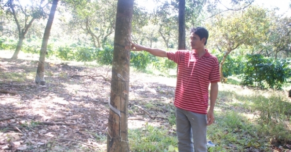 Bình Phước: Điều tra vụ cây trồng bị chặt phá ở Đức Liễu